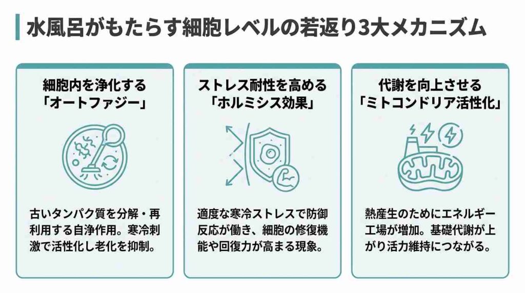 水風呂がもたらす細胞レベルの若返りメカニズム